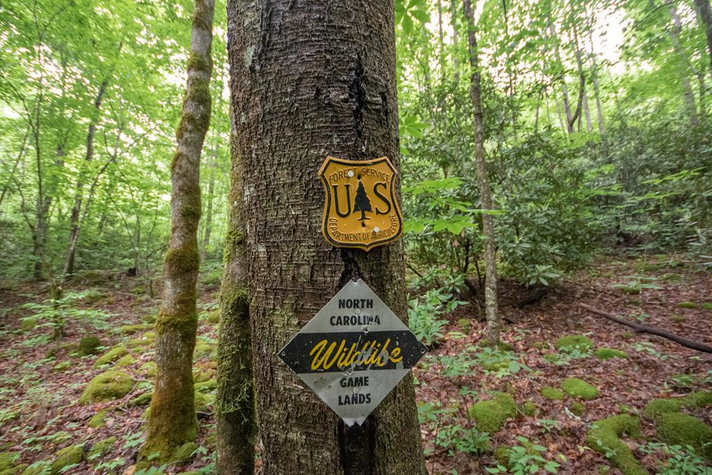 Cross the Creek & Find the USFS Markers!